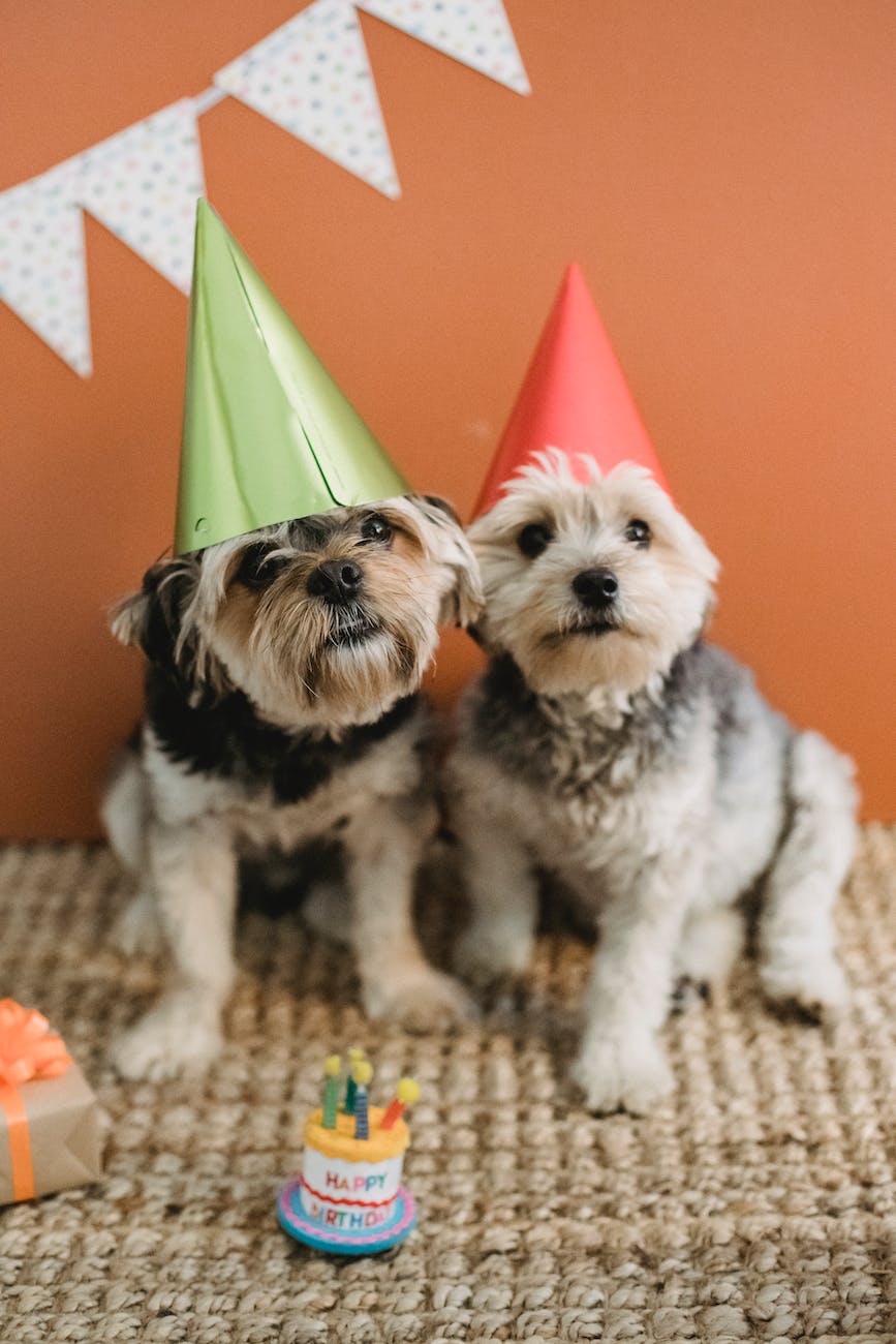 Regalos para Mascotas panama